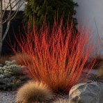 Drieň krvavý (Cornus sanguinea) ‘ANNY’S WINTER ORANGE’ – výška 50-60 cm, kont. C3L